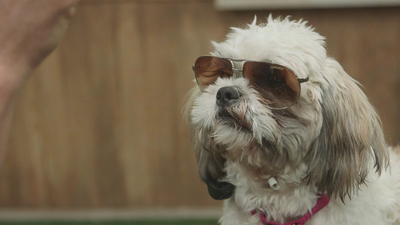 Lucky Dog: Reunions : Photogenic Dogs'