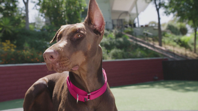 Lucky Dog: Reunions : Echo Reunion'