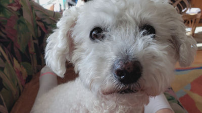 Lucky Dog: Reunions - Max Reunion
