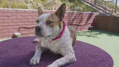 Lucky Dog: Reunions - Sheela Reunion
