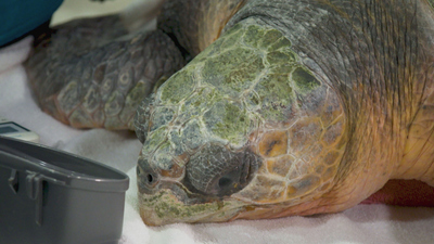 Extraordinary World With Jeff Corwin - Cold-Stunned Sea Turtles and Future Conservationists