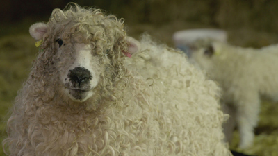 Inside the Factory : Carpet'