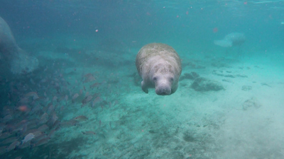 Extraordinary World With Jeff Corwin - Mission: Manatee