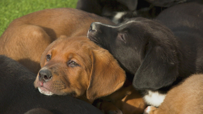 Extraordinary World With Jeff Corwin - Fostering Fur Family