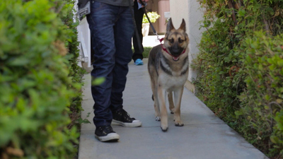 Lucky Dog: Reunions - Overcoming Injury