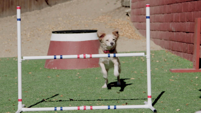Lucky Dog: Reunions - Agility Pros