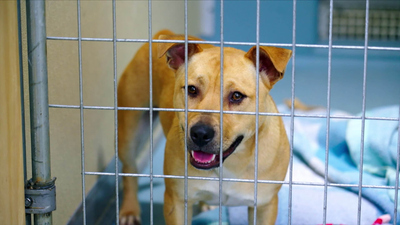 Lucky Dog Down Under - Gibbs & Donia