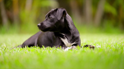 Lucky Dog Down Under - Lamkins and Yoga & Lane