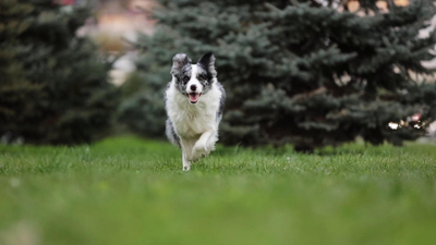 Lucky Dog: Reunions - Panda Reunion