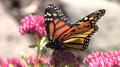 The Visioneers With Zay Harding - From Soil to Science