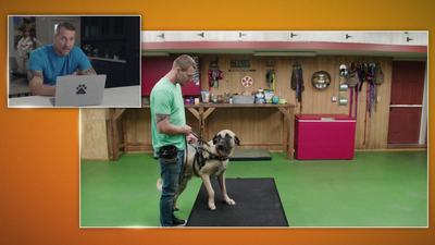 Lucky Dog: Reunions - Atticus Reunion