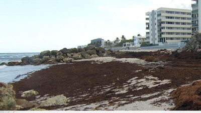 CBS Mornings : Seaweed invasion on Florida beaches'