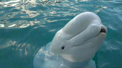 CBS Saturday Morning : Nearly 30 beluga whales sent to the U.S.'