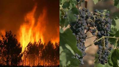 CBS Saturday Morning : Wildfires threaten French wine region'