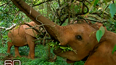 60 Minutes : The Cost Of Ivory'
