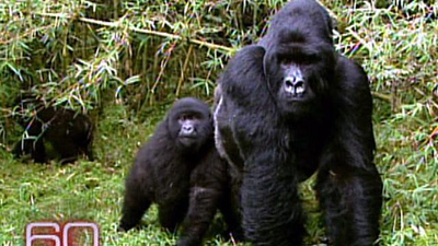 60 Minutes : African Gorillas In Peril'