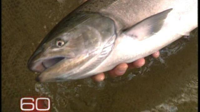 60 Minutes : Fish Fuss Over Salmon'