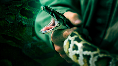 CBS Reports : Burmese Python Invasion: Fighting Invasive Species'
