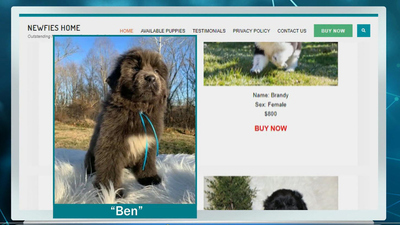 CBS This Morning - Online pet scams skyrocket amid pandemic