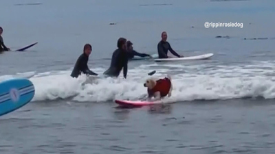 The Uplift : The Uplift: A surfing dog and racing turtles'