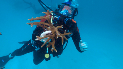 60 Minutes : 9/25/2022: The Secretary of State, Inside the Committee, Rescuing Reefs'