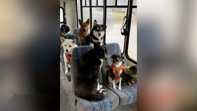 The Uplift : The Uplift: A dog bus and a beach discovery'
