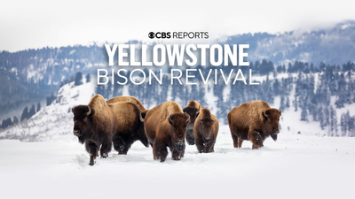 CBS Reports : Yellowstone Bison Revival | CBS Reports'