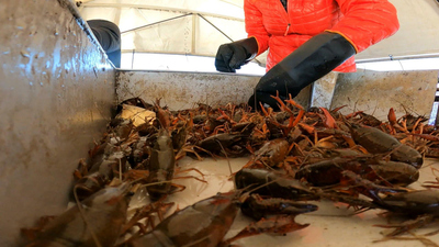 CBS Saturday Morning : Crawfish shortage impacts Louisiana's economy'