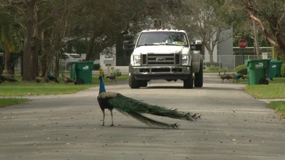 CBS Saturday Morning : Florida town fights peacocks in unique way'