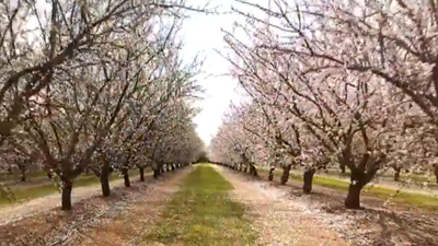 CBS Saturday Morning : Finding almond blossoms in unlikely places'