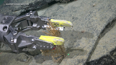 CBS Saturday Morning : Antarctic ice shelf shows seafloor ecosystem'