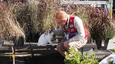 Sunday Morning : The search for Francine the Cat'