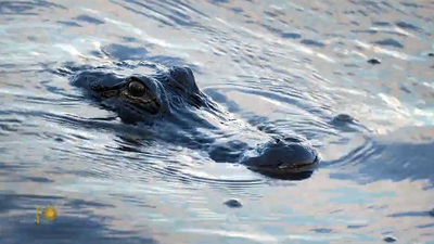 Sunday Morning : Nature: Alligators in Florida'