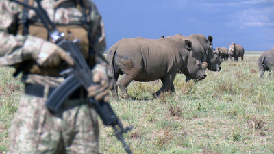 60 Minutes : Friendly Fire, The Rhino Crisis'