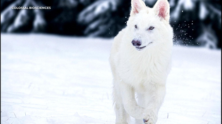 Watch CBS Mornings Breaking down the return of dire wolves - Paramount+