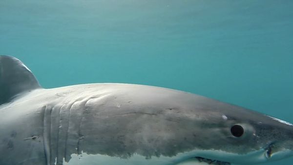 Shark Man With Riley Elliott - Great White