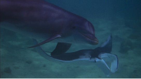 Flipper - Devil Ray