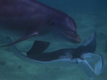 Flipper - Devil Ray
