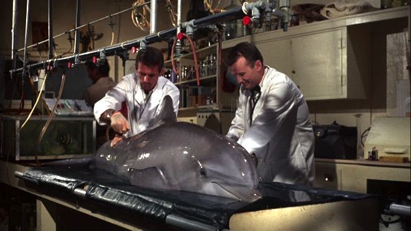 Flipper - Dolphin Love - Part II