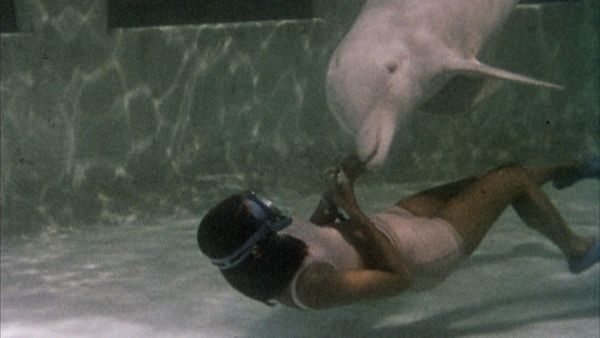 Flipper - The White Dolphin