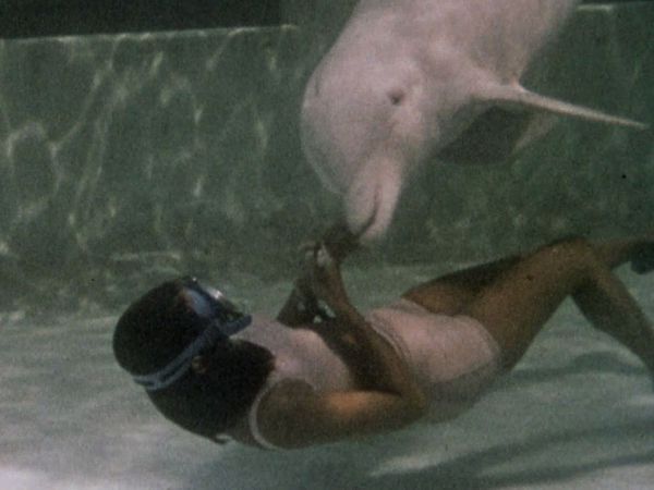 Flipper - The White Dolphin
