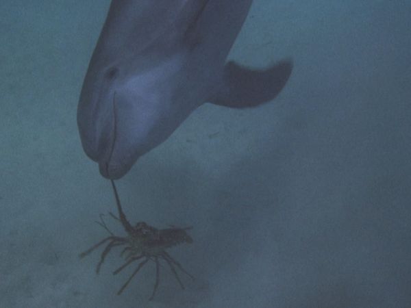 Flipper - The Most Expensive Sardine In The World