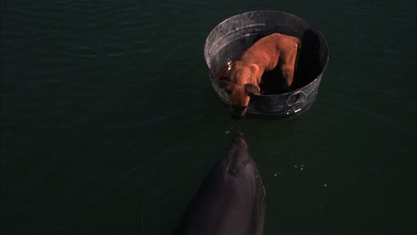 Flipper - Flipper And The Puppy