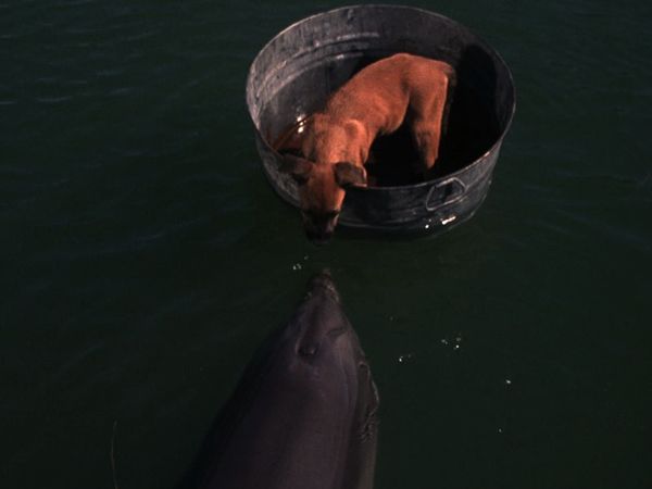 Flipper - Flipper And The Puppy