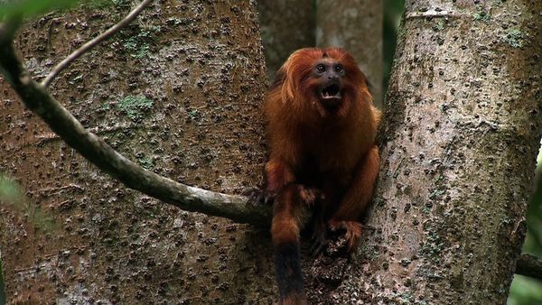 Saved From Extinction - Tamarins Under Siege