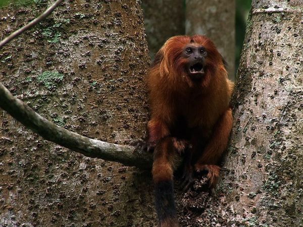 Saved From Extinction - Tamarins Under Siege