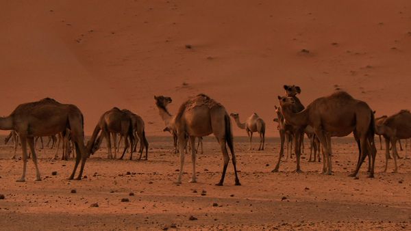 Saved From Extinction - Oryx Evacuees