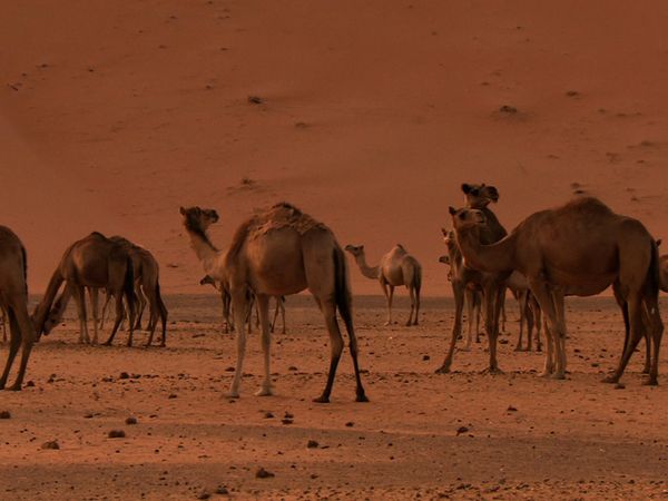 Saved From Extinction - Oryx Evacuees