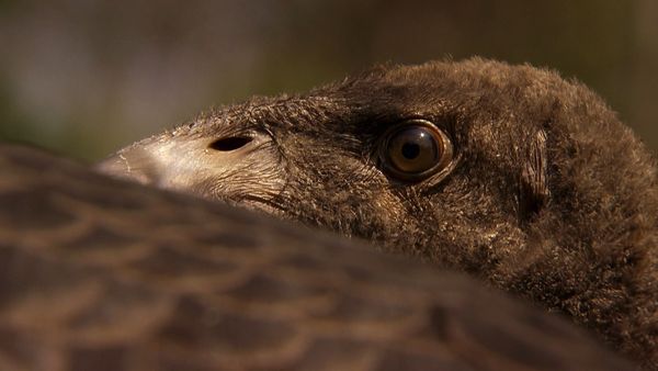 Saved From Extinction - The Condor's Egg