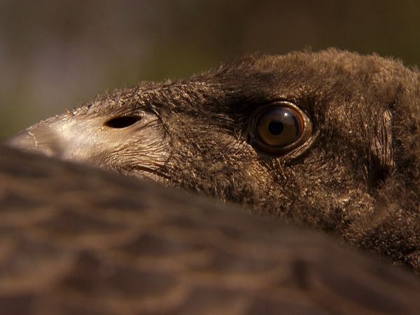 Saved From Extinction - The Condor's Egg